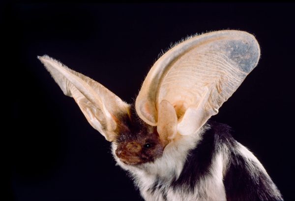Spotted bat (Euderma maculatum) in Utah.