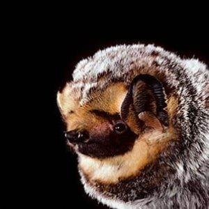 Hoary bat (Lasiurus cinereus) portait from Canada. Portraits