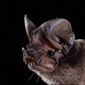 A  pocketed free-tailed bat (Nyctinomops femorosaccus) in Arizona. Portraits