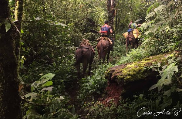 Mules making the trek possible! 
Photo by Carlos Avila