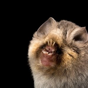 The Short-eared or Percival's trident bat (Cloeotis percivali) has a unique, three-pronged nose leaf. It is tiny, weighing just 4-5 gms, and is sparcely distributed from the Congo and Kenya to South Africa. It forms colonies of from 20 to 200 in a relatively few caves. These bats rely on extra high frequency echolocation (above 200 kHz) as an apparent means of escaping detection by moths which appear to be its primary or exclusive prey. Portraits