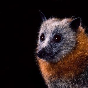 A grey-headed flying fox (Pteropus poliocephalus) in Australia. Portraits