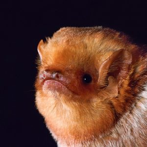 An adult male eastern red bat (Lasiurus borealis) in Florida. Portraits